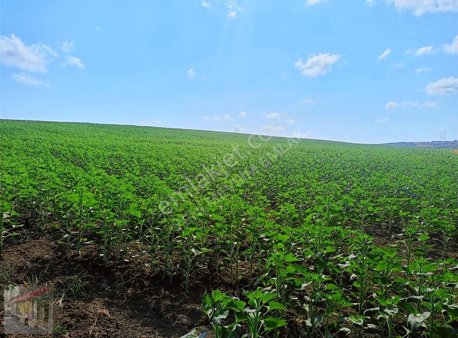 İst Silivri Bekirli Mah De Satilik Tarlatek Tapu Müstakil13825m2 - Görsel 23