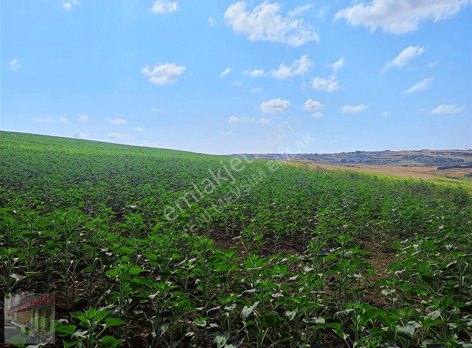 İst Silivri Bekirli Mah De Satilik Tarlatek Tapu Müstakil13825m2 - Görsel 9