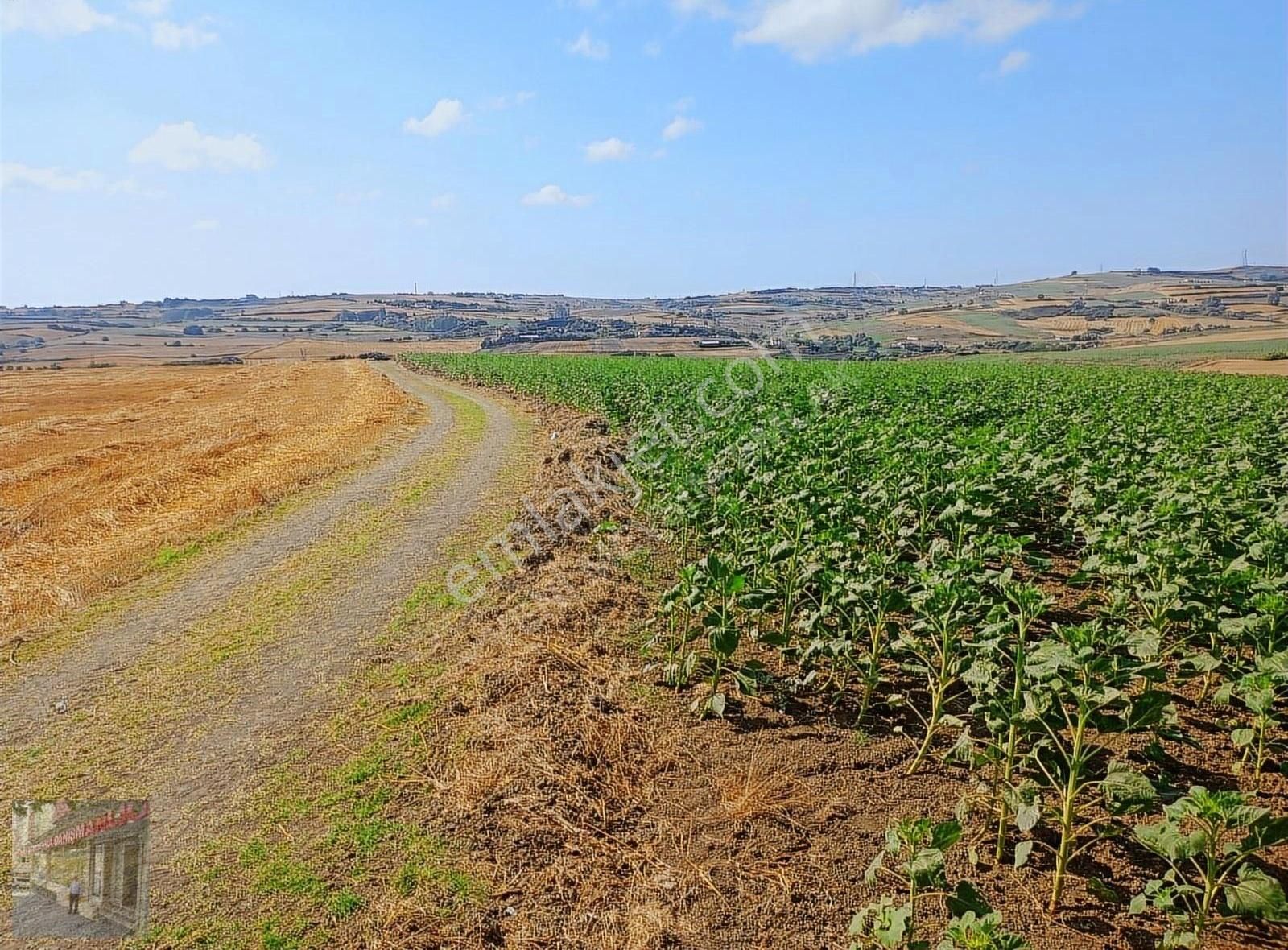 İst Silivri Bekirli Mah De Satilik Tarlatek Tapu Müstakil13825m2 - Görsel 2