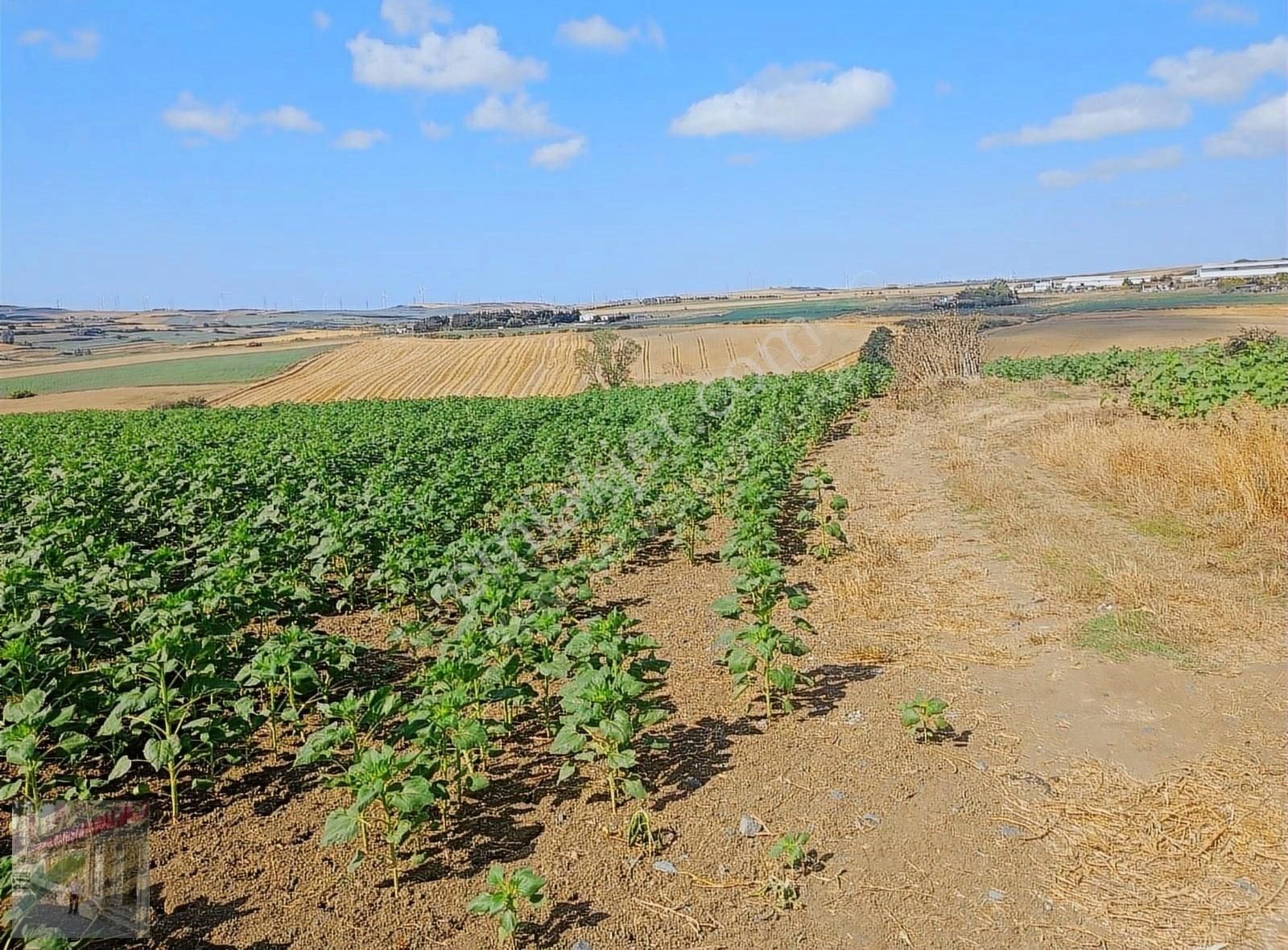 İst Silivri Bekirli Mah De Satilik Tarlatek Tapu Müstakil13825m2 - Görsel 7
