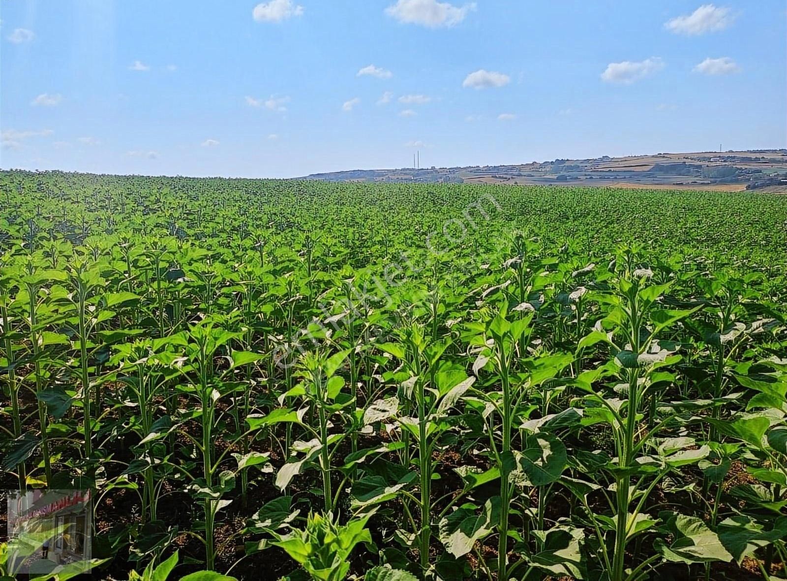 İst Silivri Bekirli Mah De Satilik Tarlatek Tapu Müstakil13825m2