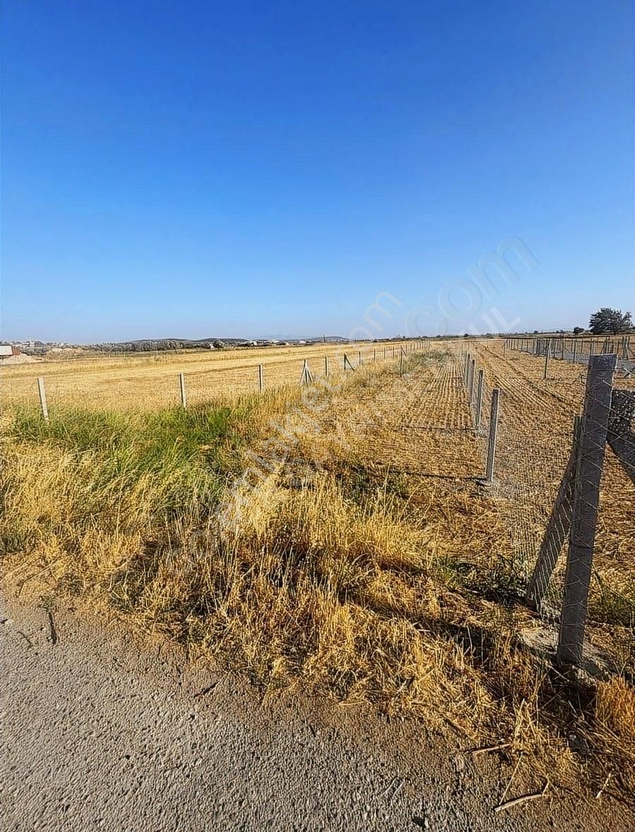 Foça Gerenköy Ün En Değerli Yeri - Görsel 3