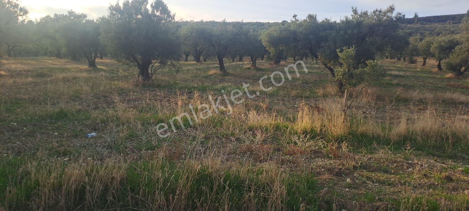 Foça Gerenköy Satılık Zeytinli Tarla - Görsel 2