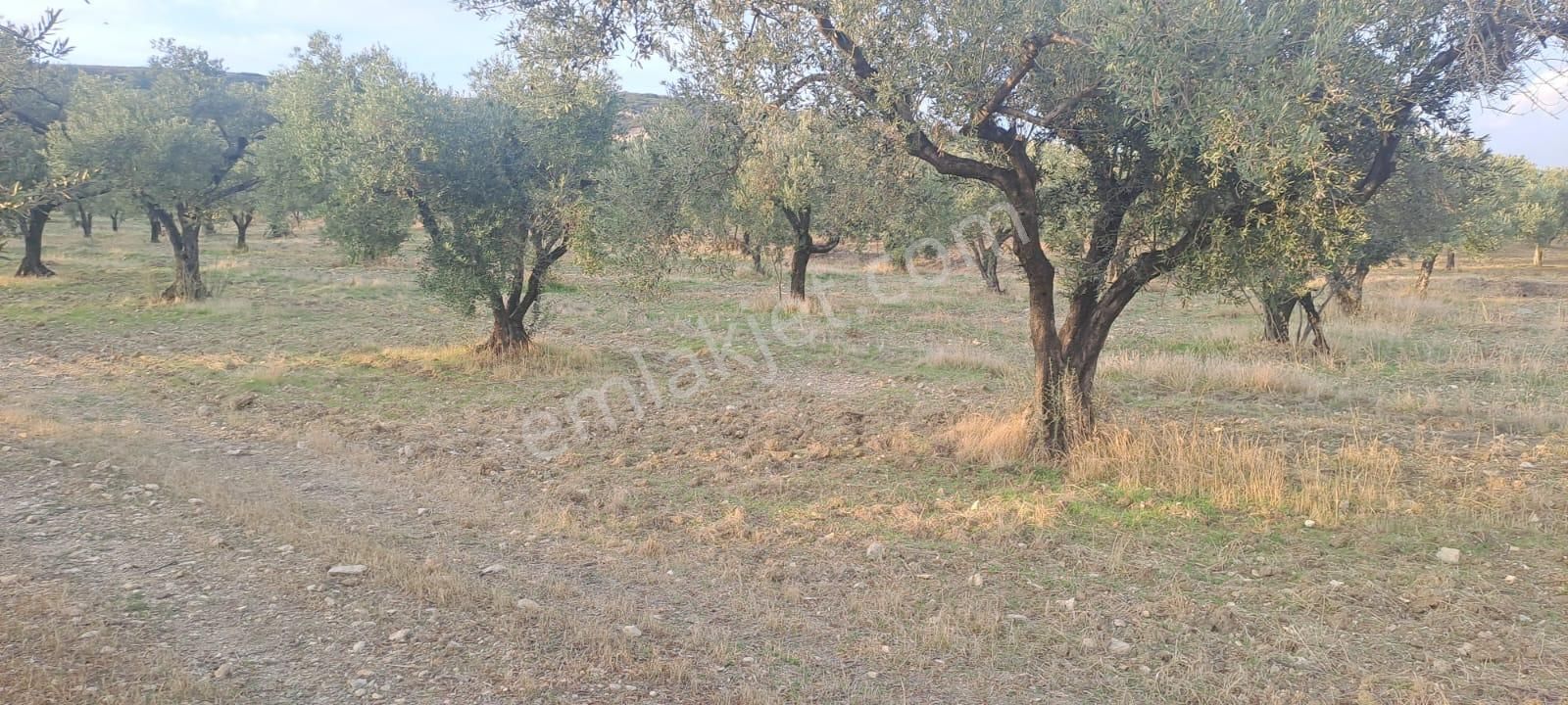 Foça Gerenköy Satılık Zeytinli Tarla - Görsel 11