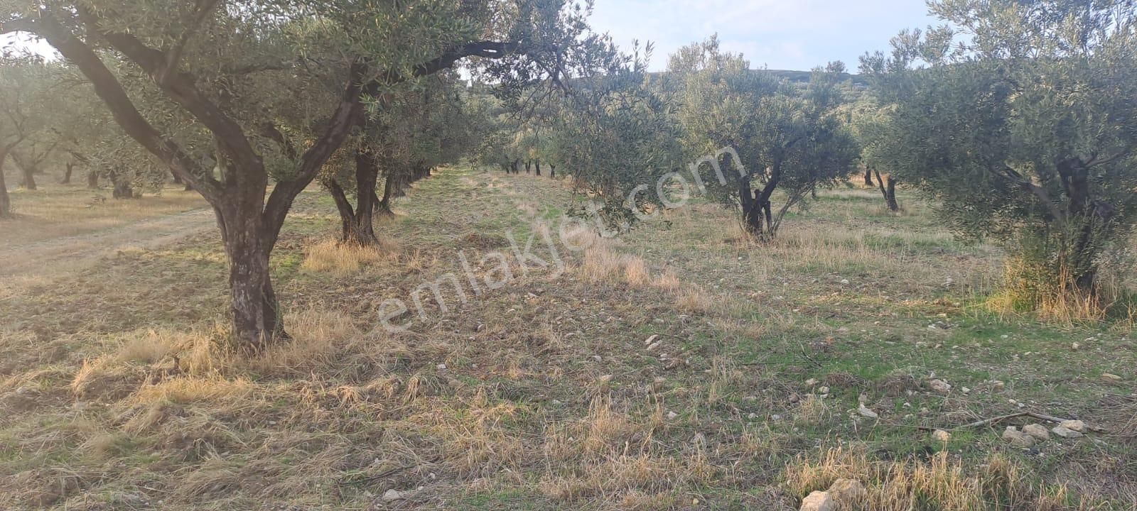 Foça Gerenköy Satılık Zeytinli Tarla - Görsel 8