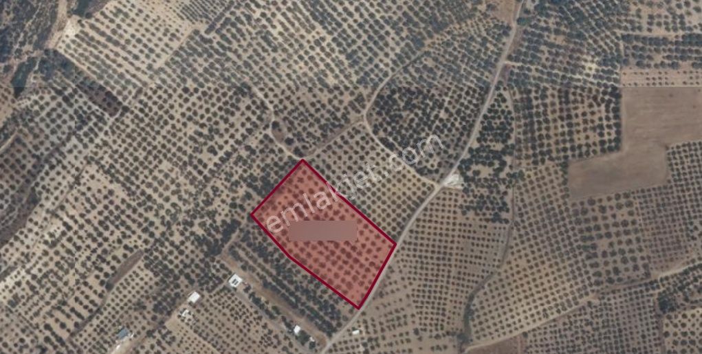 Foça Gerenköy Satılık Zeytinli Tarla - Görsel 12