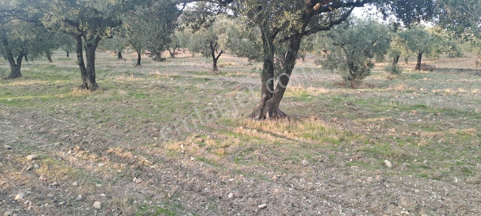 Foça Gerenköy Satılık Zeytinli Tarla - Görsel 5