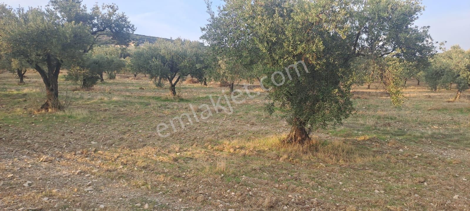 Foça Gerenköy Satılık Zeytinli Tarla - Görsel 10