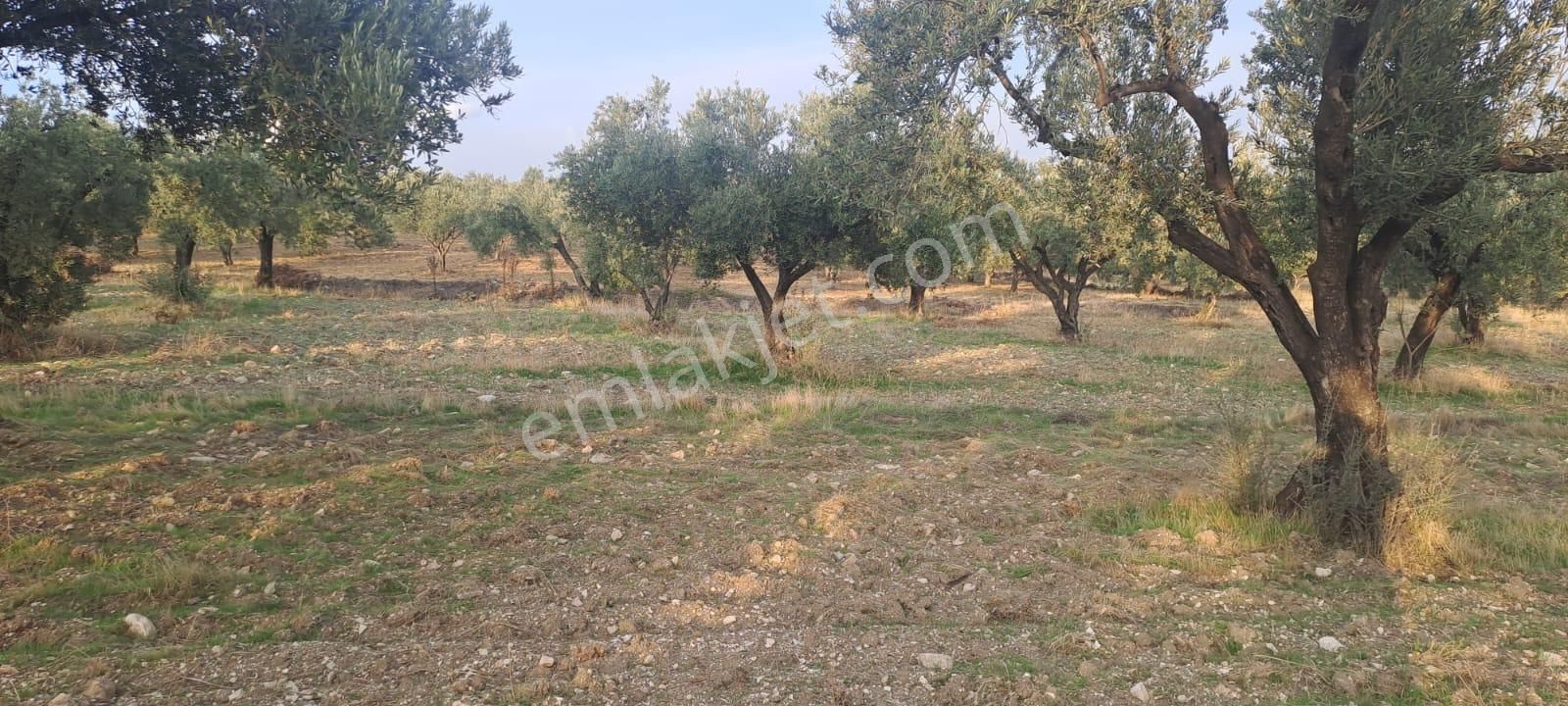 Foça Gerenköy Satılık Zeytinli Tarla - Görsel 3