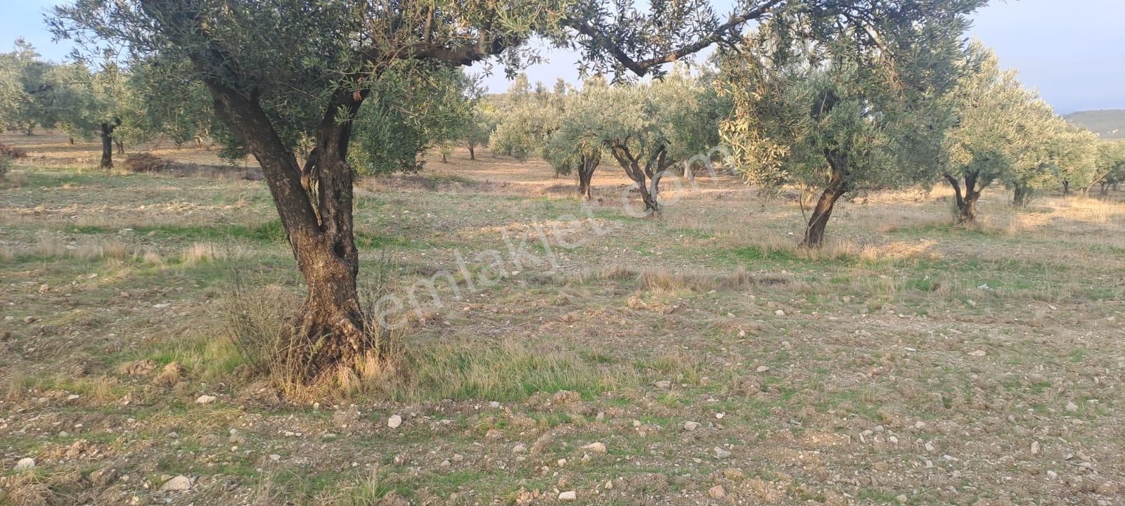 Foça Gerenköy Satılık Zeytinli Tarla - Görsel 6