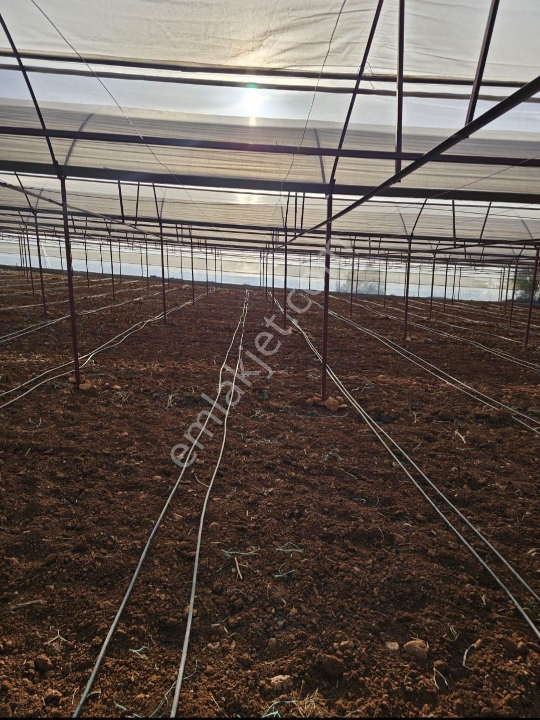 Antalya Elmalı Küçüksöğle Mah'de Elektriği, Sondajı Ve Yolu Bulunan 24.000m2 Kiralık Kapalı Sera - Görsel 11
