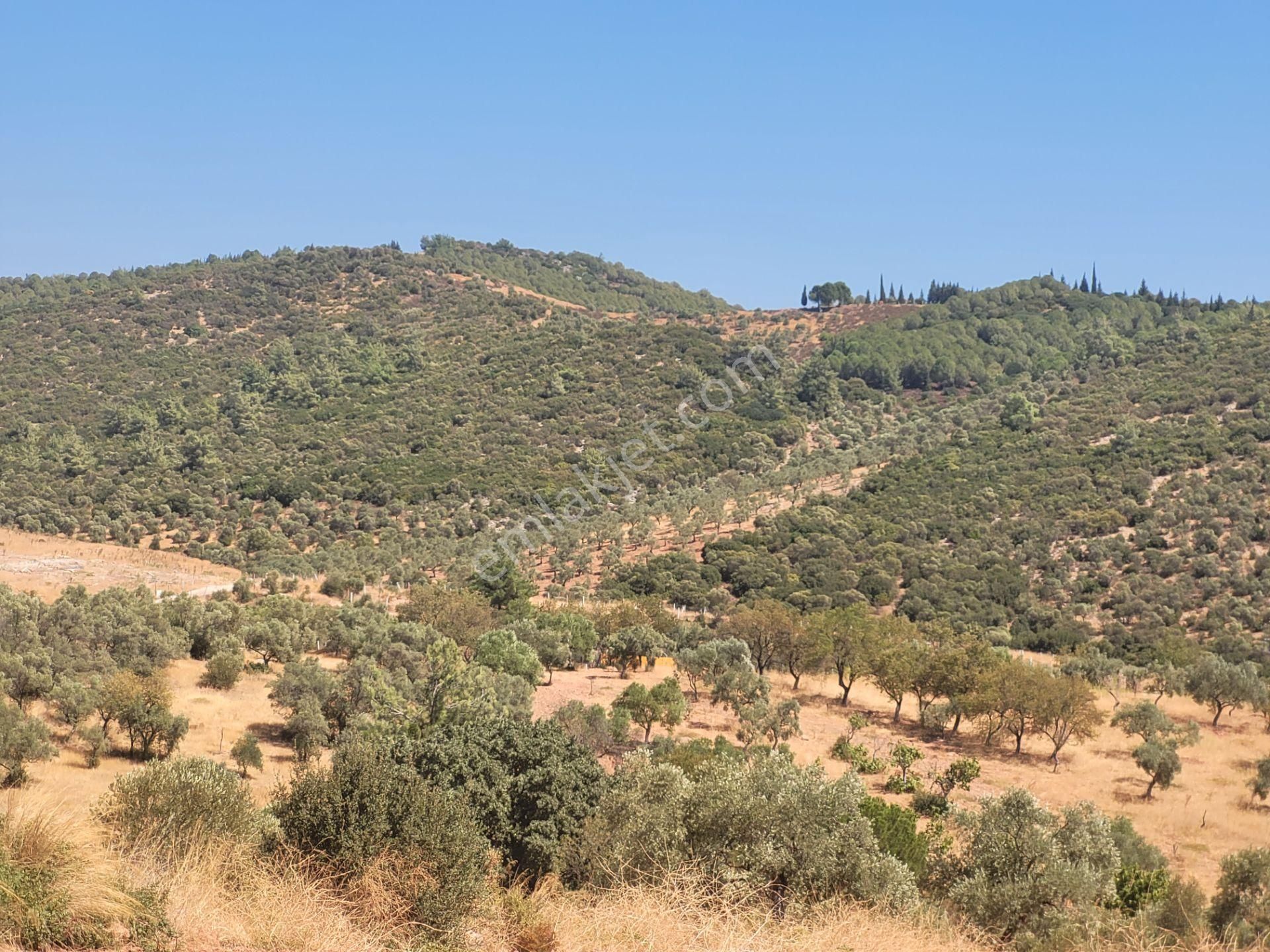 İzmir Torbalı Satılık Tarla - Görsel 10