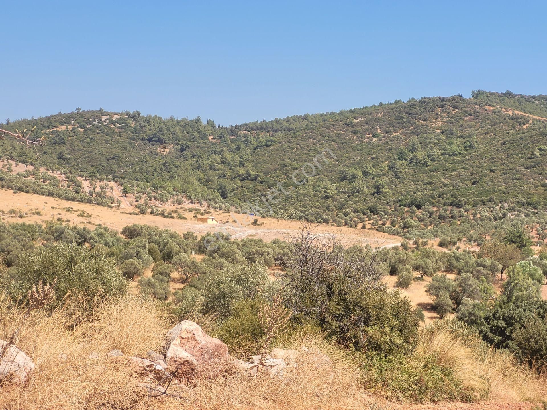 İzmir Torbalı Satılık Tarla - Görsel 5