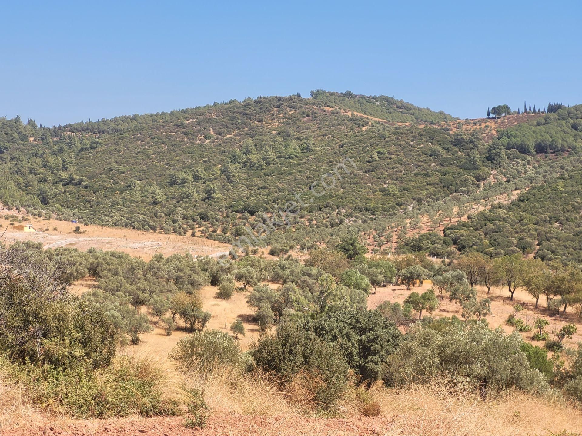 İzmir Torbalı Satılık Tarla - Görsel 13