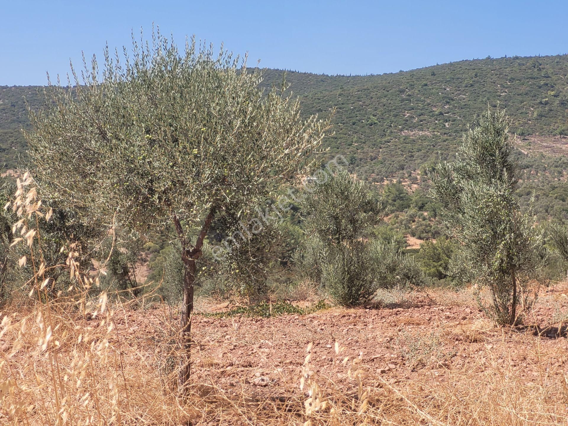 İzmir Torbalı Satılık Tarla - Görsel 23
