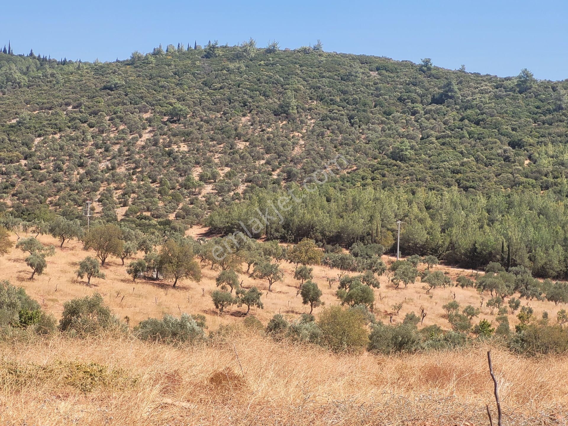 İzmir Torbalı Satılık Tarla - Görsel 19