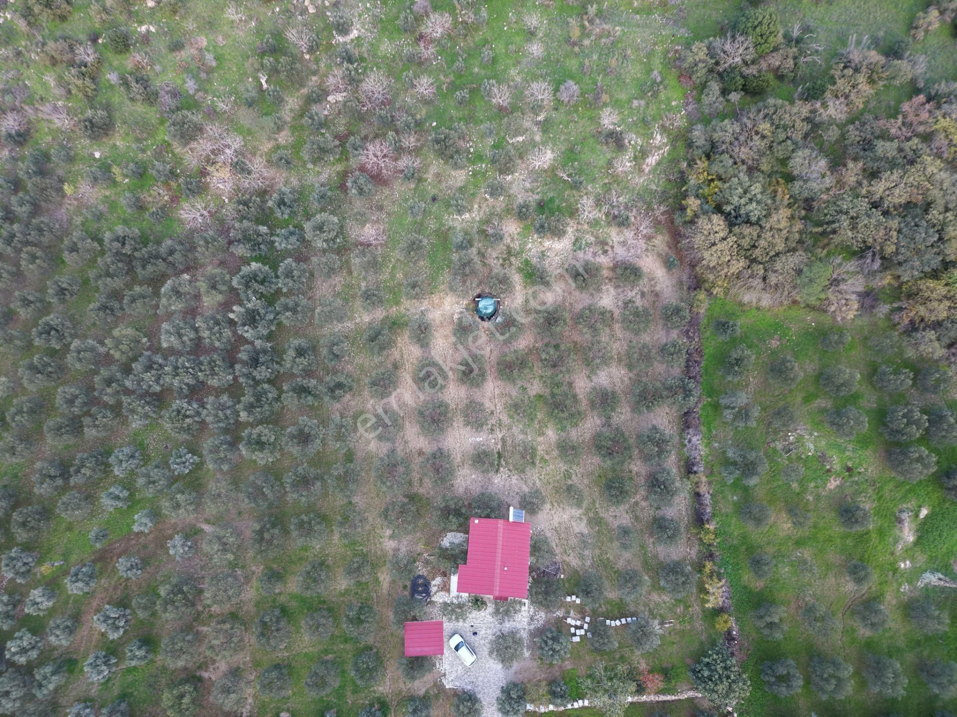 C.b Route'tan Muhteşem Satılık Zeytinlik Ve Betonarme Ev