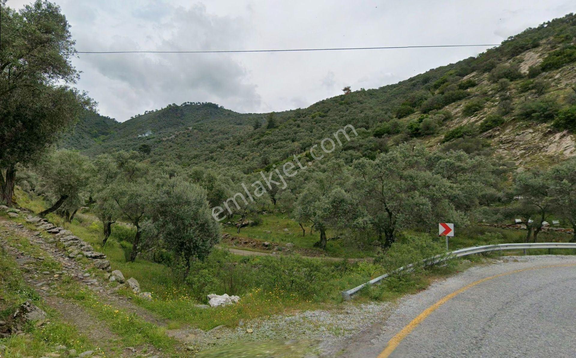 Milas Günlük Mahallesinde Baraj Manzaralı 4366 M² Zeytinlik - Görsel 2