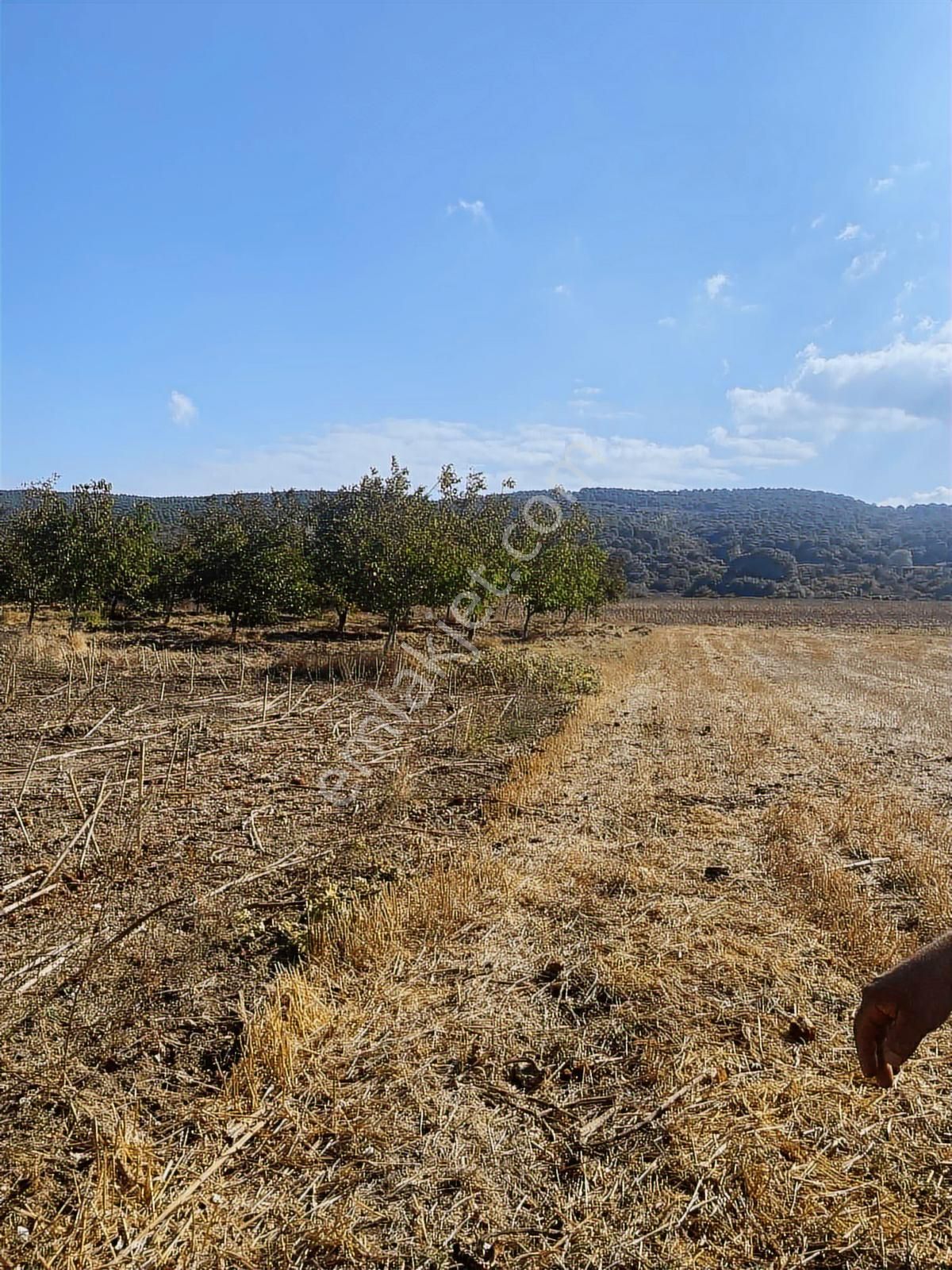 Bursa Karacabey Muratlı Mah 1800 M2 Fırsat Arazi - Görsel 4