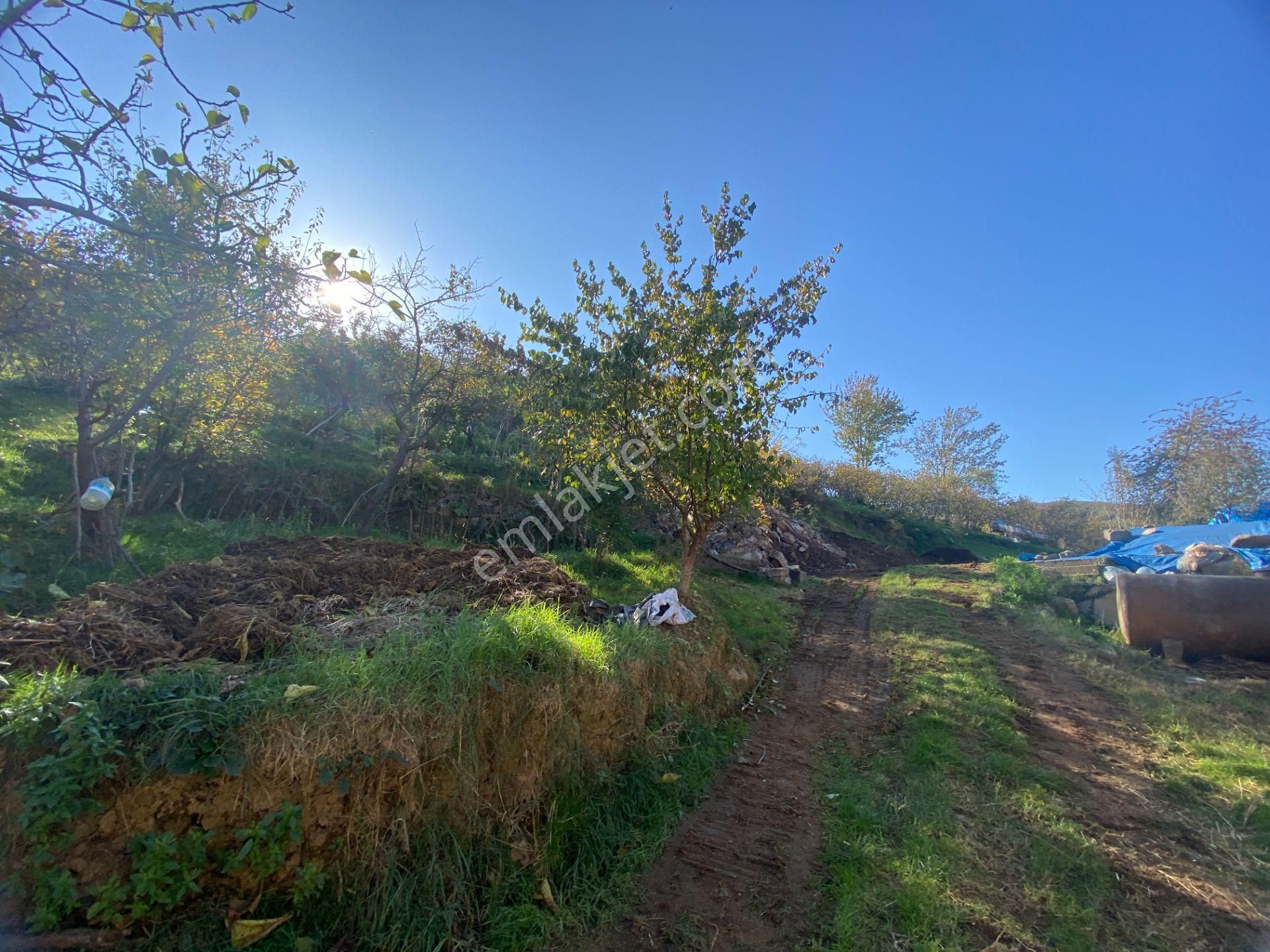 Yomra Sancak Mahallesinde Kat Karşılığı Arsa - Görsel 5