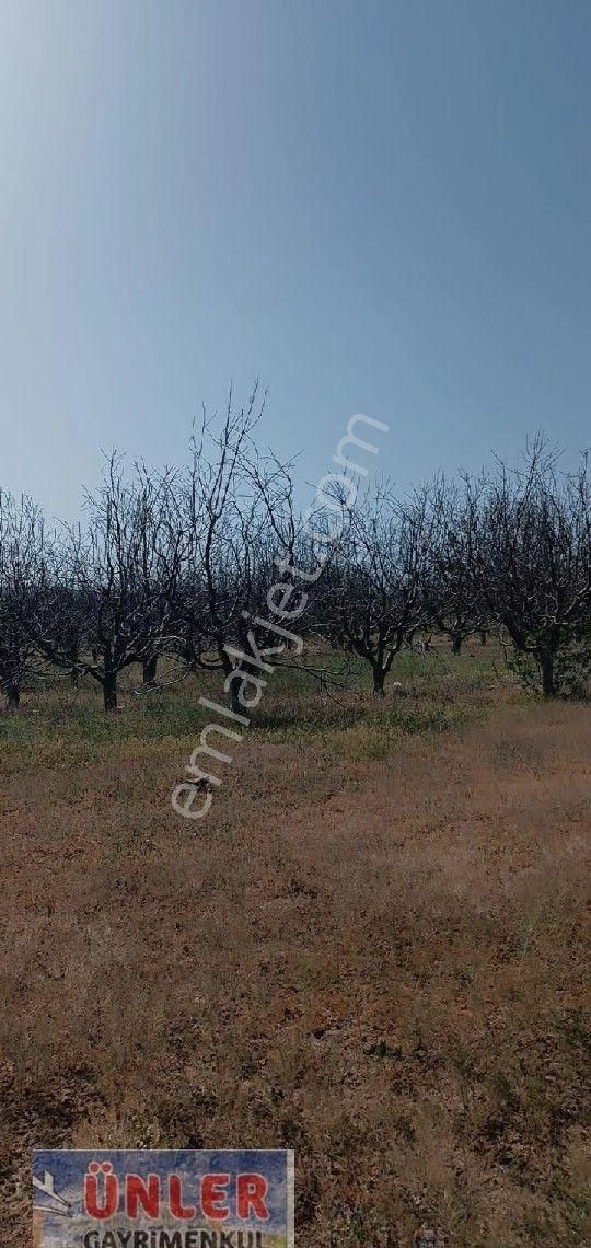 Niğde Ulukışla Tepeköyde 10,300 Metrekare Kuyulu Ev Kiraz Bahçesi - Görsel 12