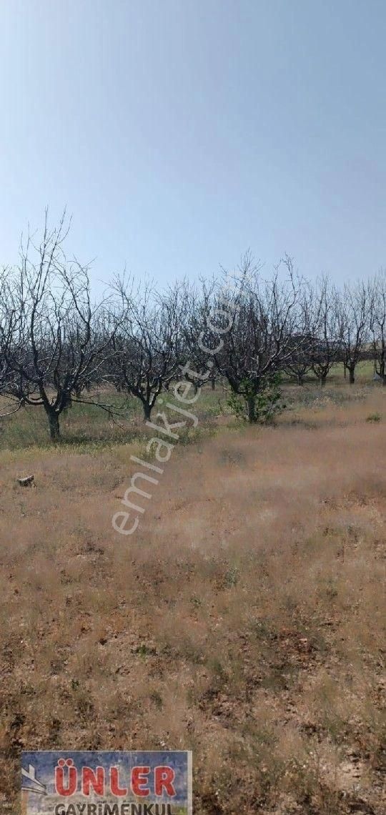 Niğde Ulukışla Tepeköyde 10,300 Metrekare Kuyulu Ev Kiraz Bahçesi - Görsel 8