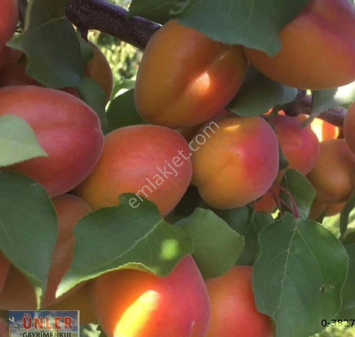 Büyük Dedeköyünde Satılık Villa Ve Bahçemiz - Görsel 31