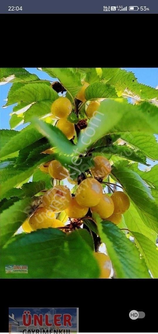 Büyük Dedeköyünde Satılık Villa Ve Bahçemiz - Görsel 6