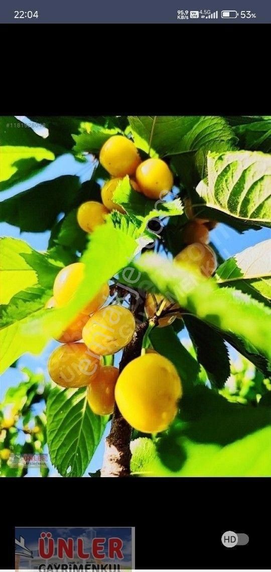 Büyük Dedeköyünde Satılık Villa Ve Bahçemiz - Görsel 5