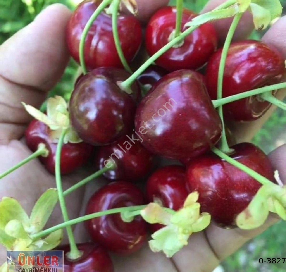 Büyük Dedeköyünde Satılık Villa Ve Bahçemiz - Görsel 26