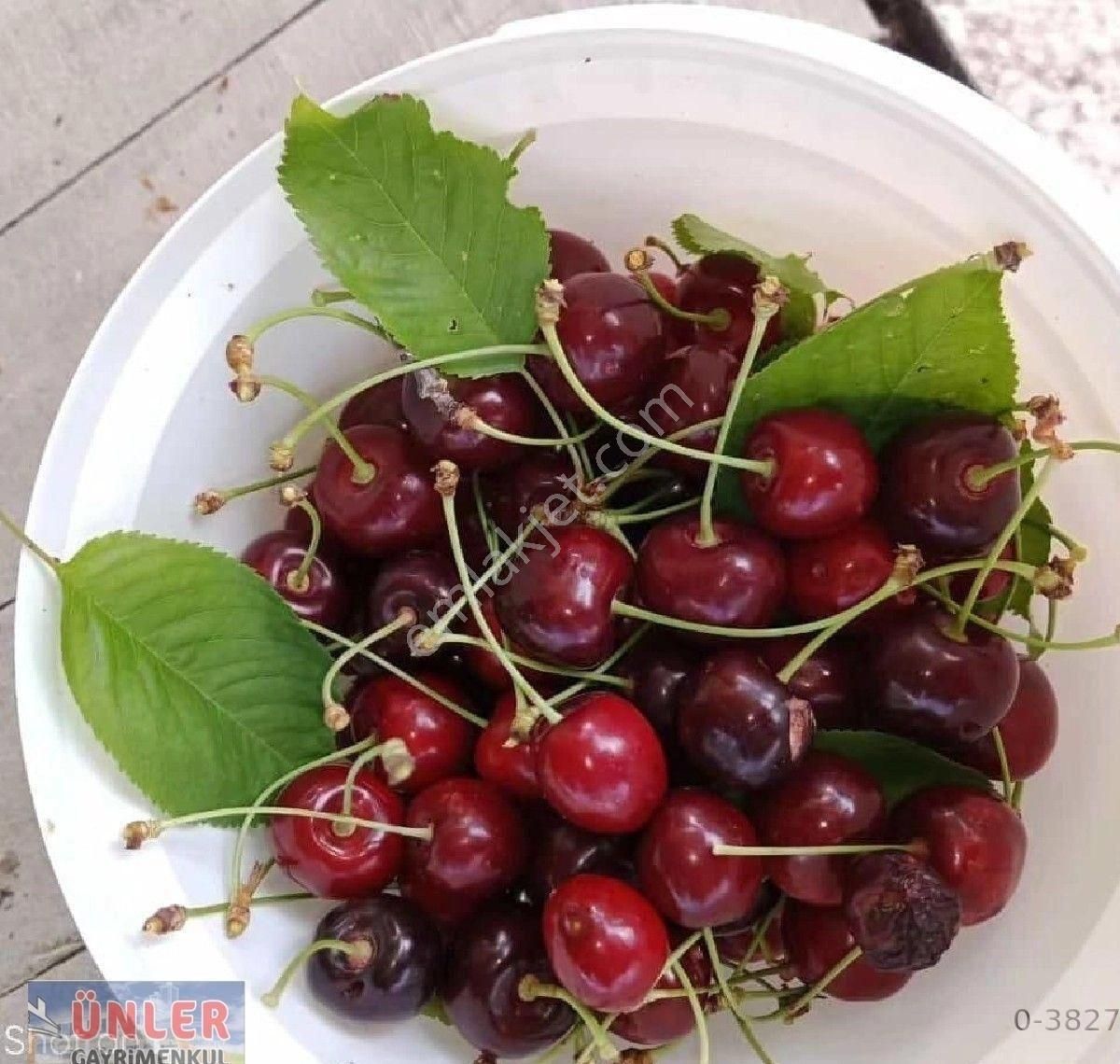 Büyük Dedeköyünde Satılık Villa Ve Bahçemiz - Görsel 18