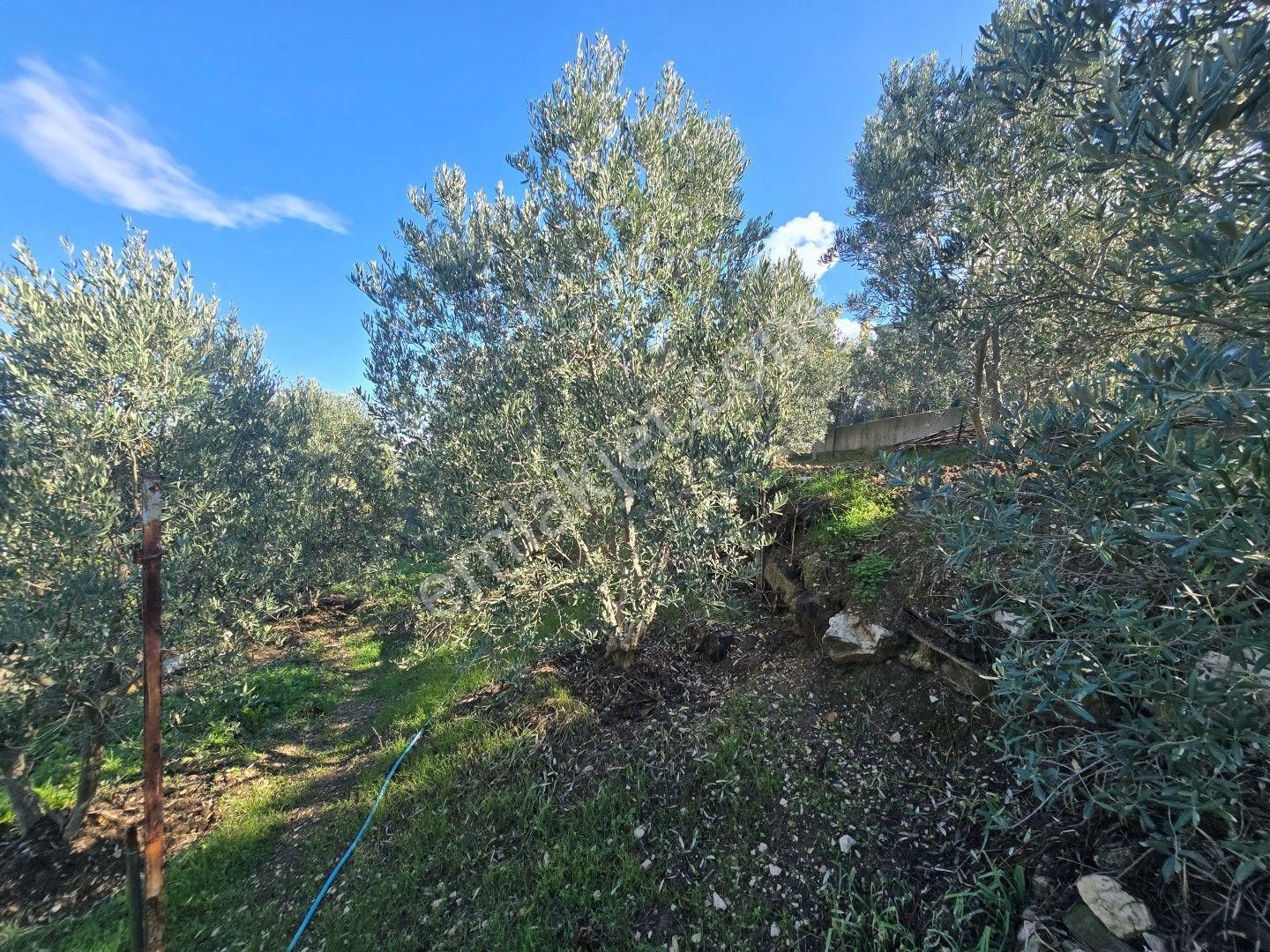 Didim Akköy, De Doğa İçinde Satılık Deniz Manzaralı Yazlık - Görsel 24