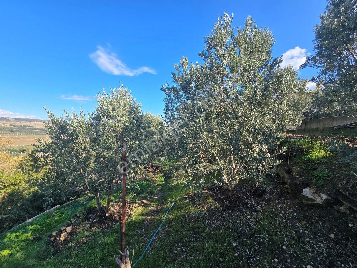 Didim Akköy, De Doğa İçinde Satılık Deniz Manzaralı Yazlık - Görsel 20