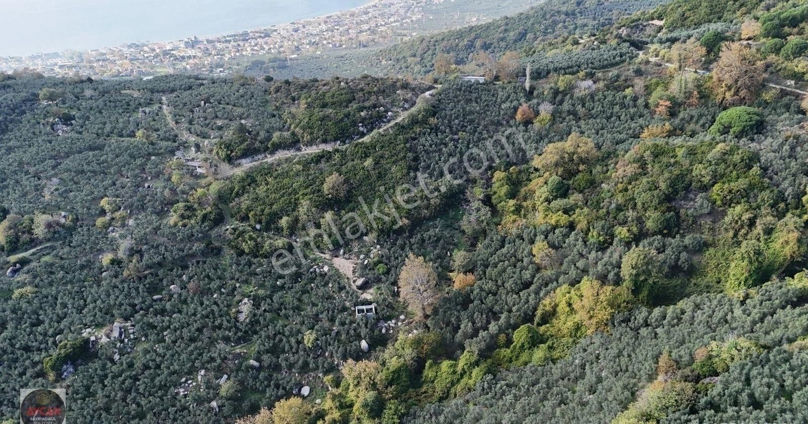 Aycan Gayrimenkulden Ocaklar Mah Satılık 3.875 M² Zeytinlik - Görsel 7