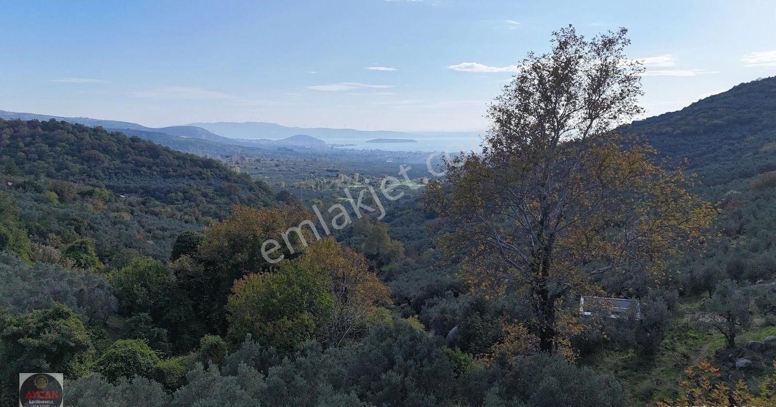 Aycan Gayrimenkulden Ocaklar Mah Satılık 3.875 M² Zeytinlik - Görsel 3