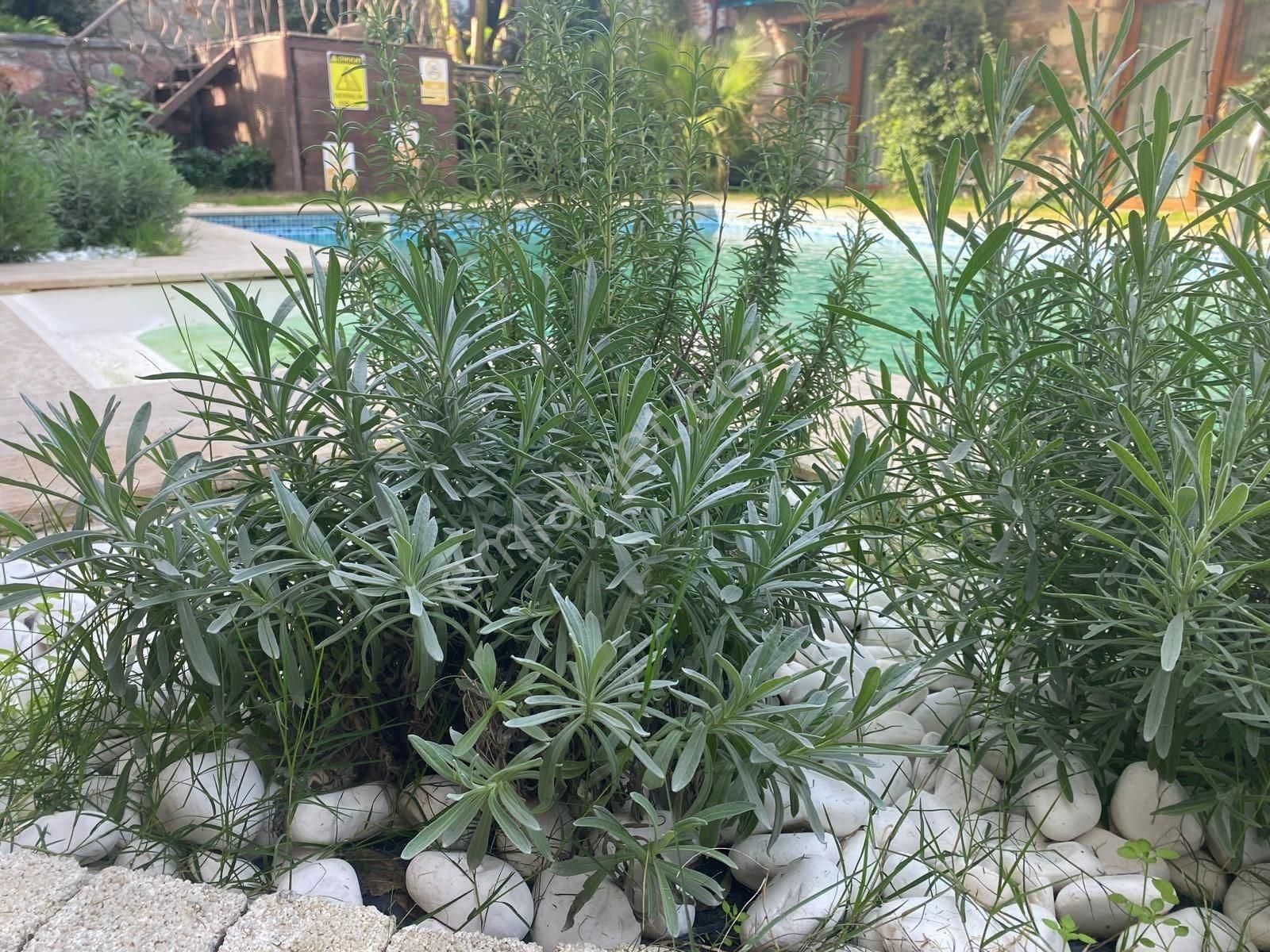 Küçükköy'de Havuzlu, Bakımlı, İşletmeye Hazır Butik Otel...