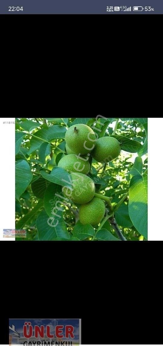 Gaybide 1632 Metrekare Tek Tapulu Ceviz Bahçesi