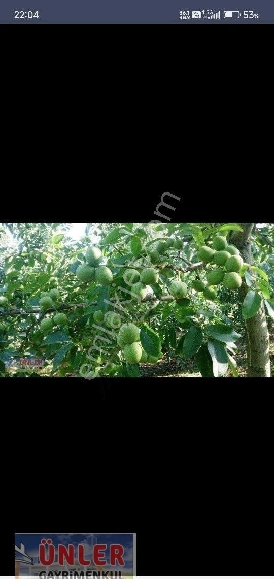 Gaybide 1632 Metrekare Tek Tapulu Ceviz Bahçesi - Görsel 4