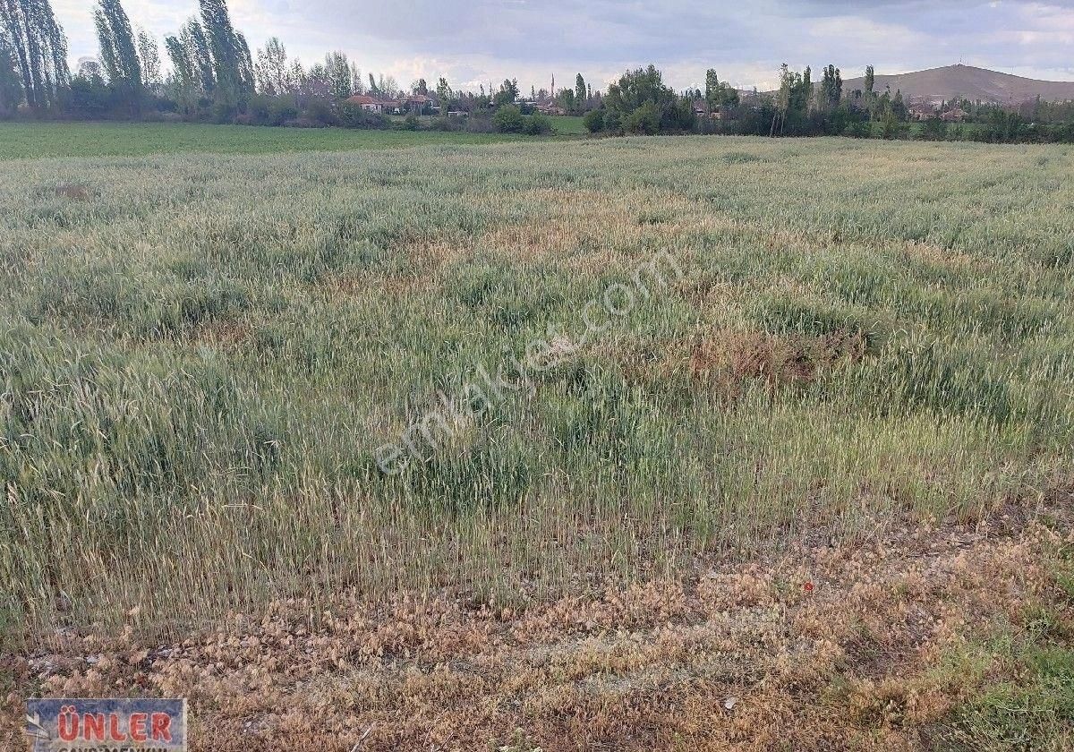 Belceağaçta 4572 Metrekare Tek Tapu Sulu Bahçemiz - Görsel 4