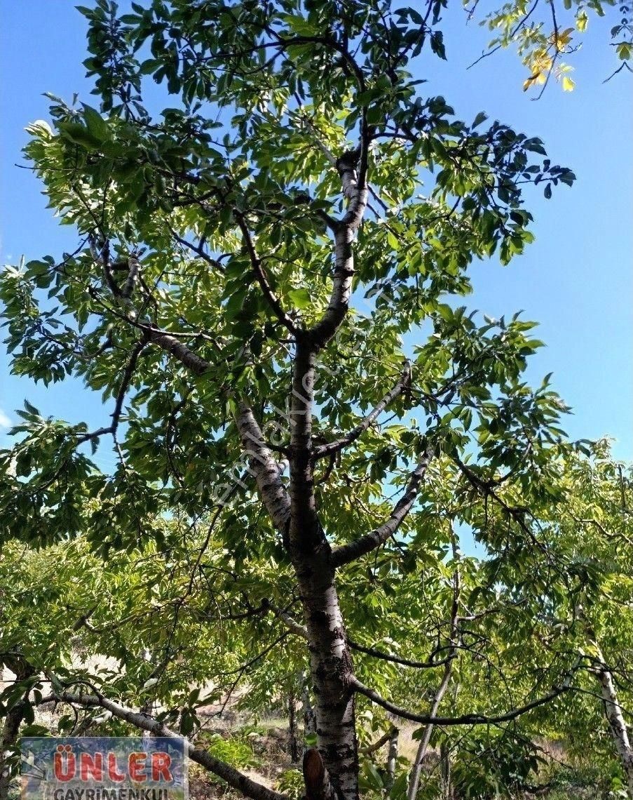Büyükdede Mahallesi Girişinde Asfalt Ve Dereye Sıfır Bahçemiz - Görsel 35