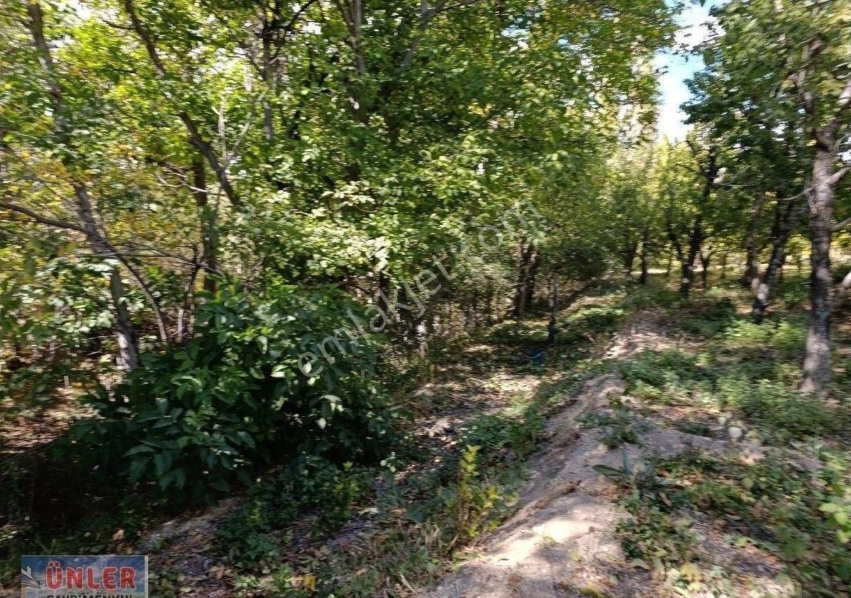 Büyükdede Mahallesi Girişinde Asfalt Ve Dereye Sıfır Bahçemiz - Görsel 3