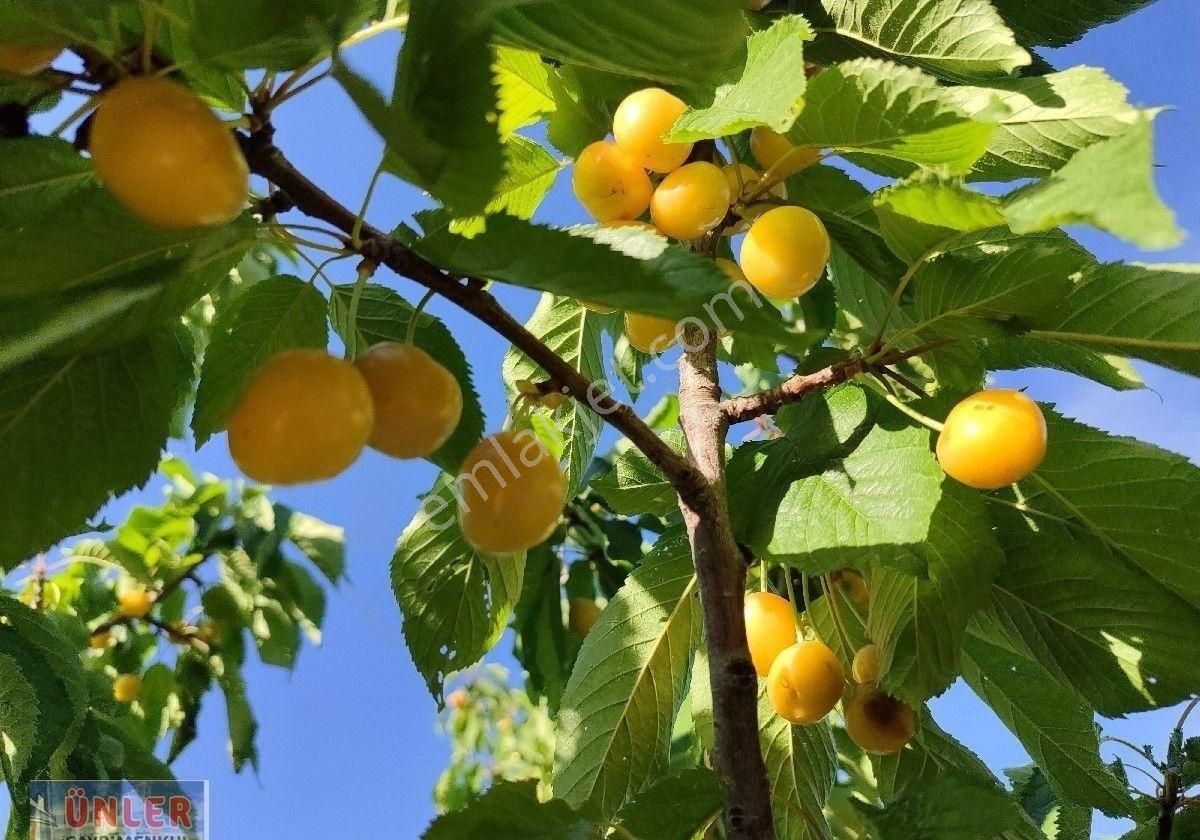 Büyükdede Mahallesi Girişinde Asfalt Ve Dereye Sıfır Bahçemiz - Görsel 23