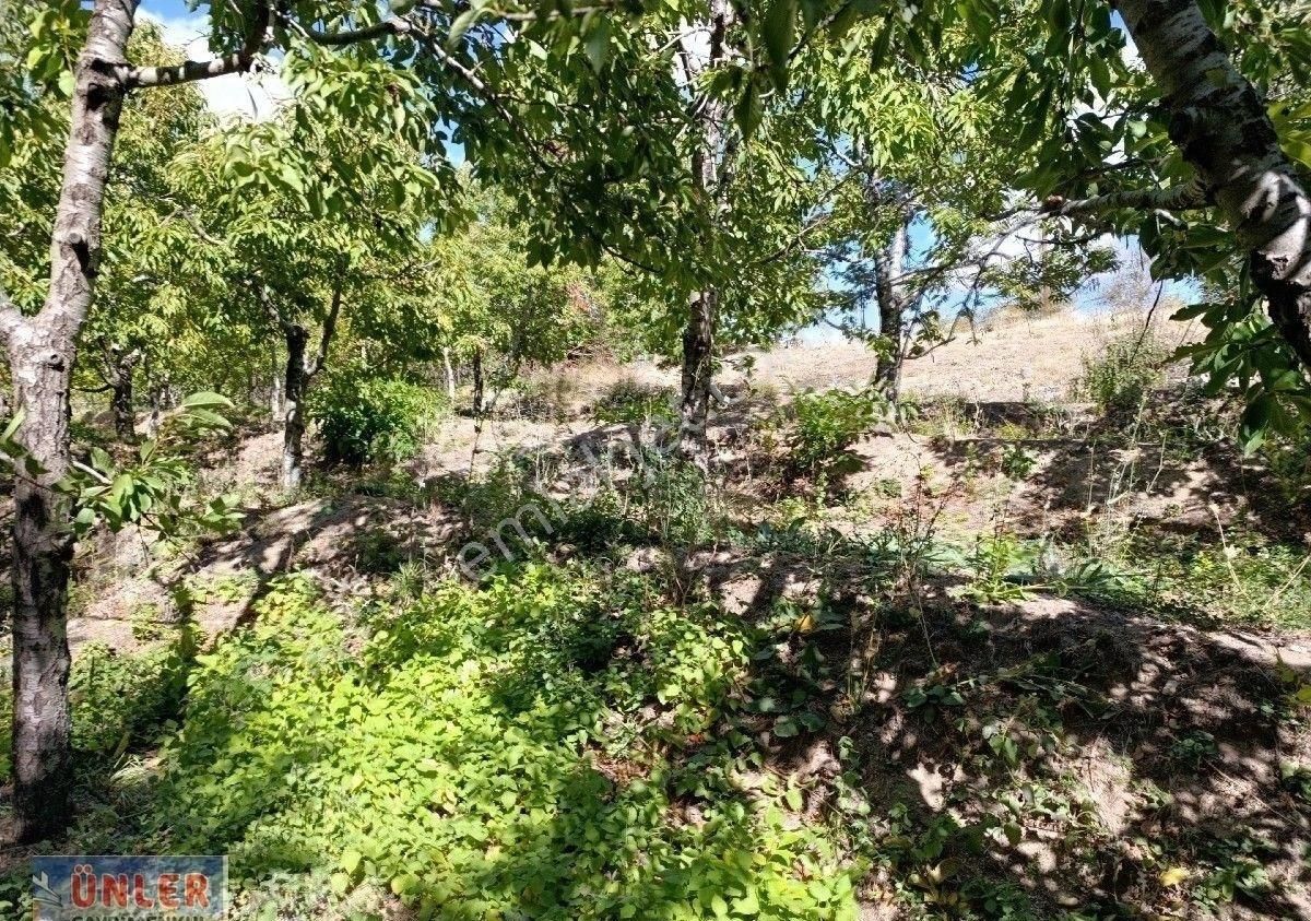 Büyükdede Mahallesi Girişinde Asfalt Ve Dereye Sıfır Bahçemiz - Görsel 34