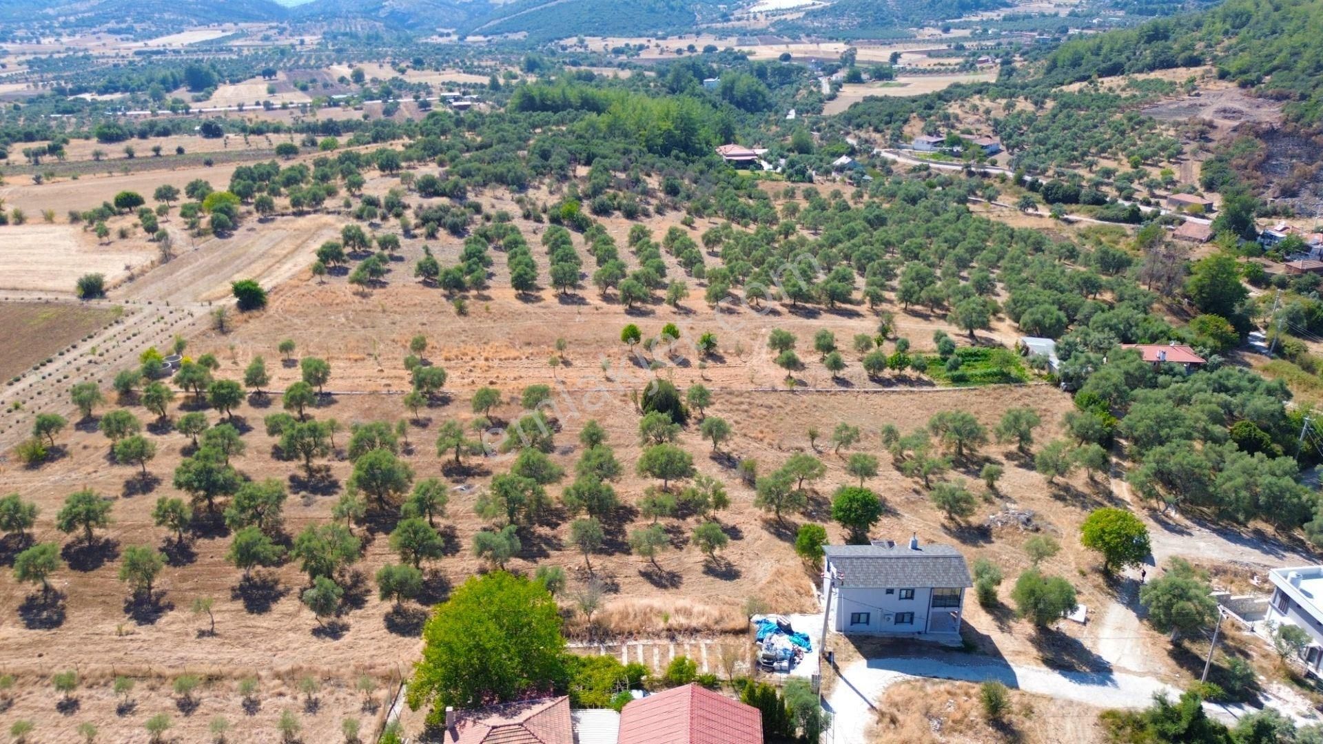 Milas Aslanyaka Mahallesinde 2747 M² Satılık Konut İmarlı Arsa - Görsel 4