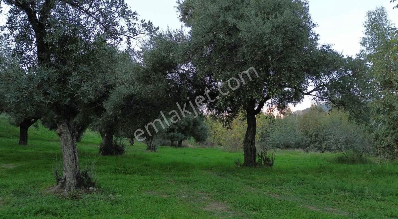 Nazilli Dereağzı Mah. Satılık 5.570 M2 Düz Zeytinlik - Görsel 3