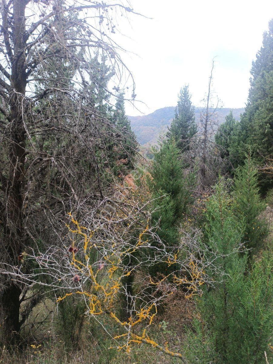 Fitoz Gayrimenkulden Kızderbent Mahallesinde Satılık Tarla - Görsel 15