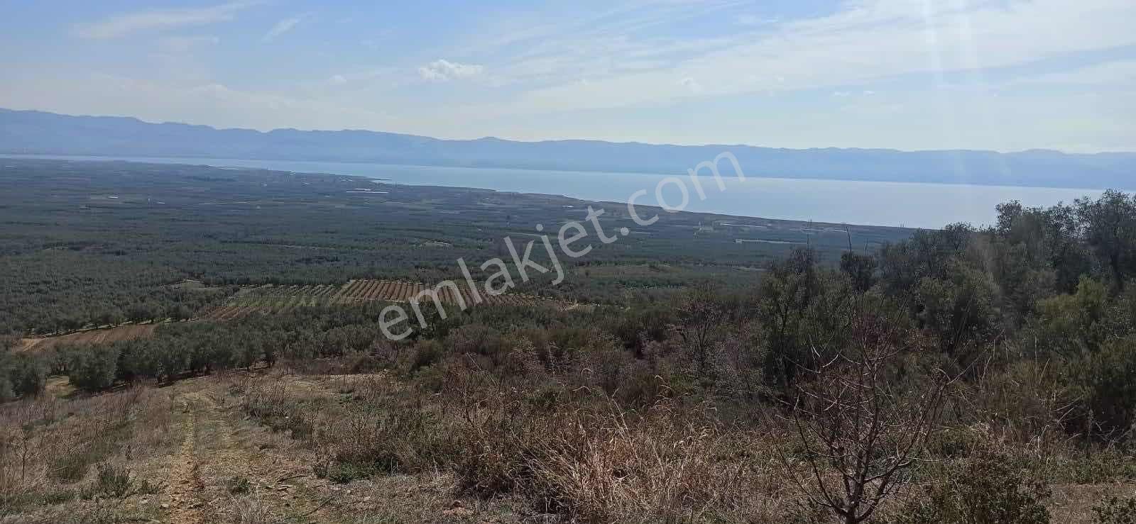 Cb Black'ten İznik Orhaniye Satılık Eşsiz Tarla