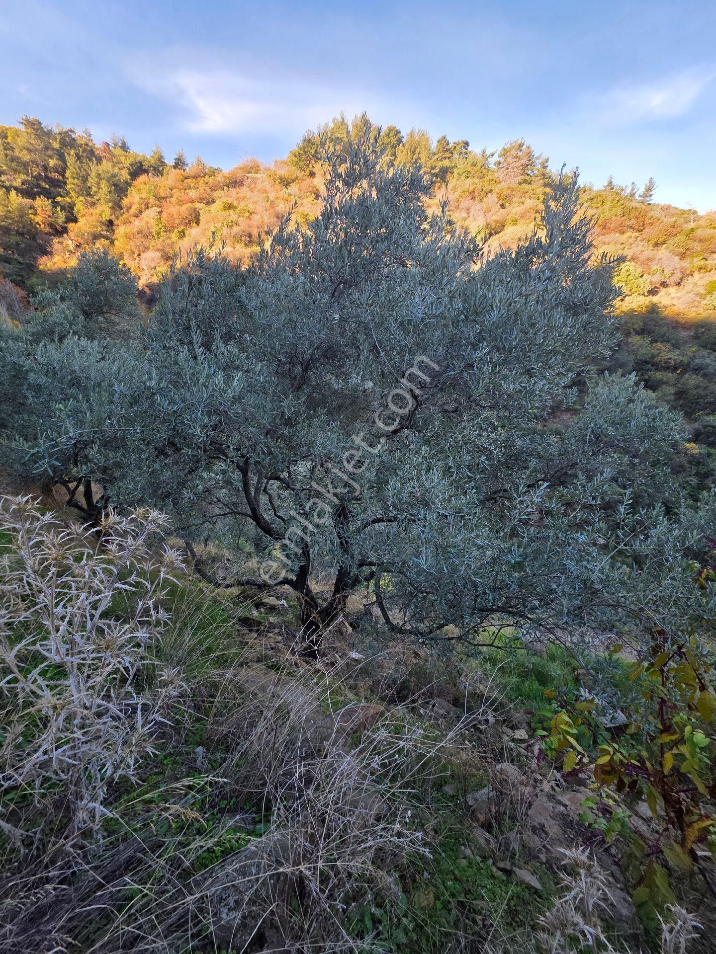 Ali Akdoğan Emlak Ofisinden Satılıktır - Görsel 7