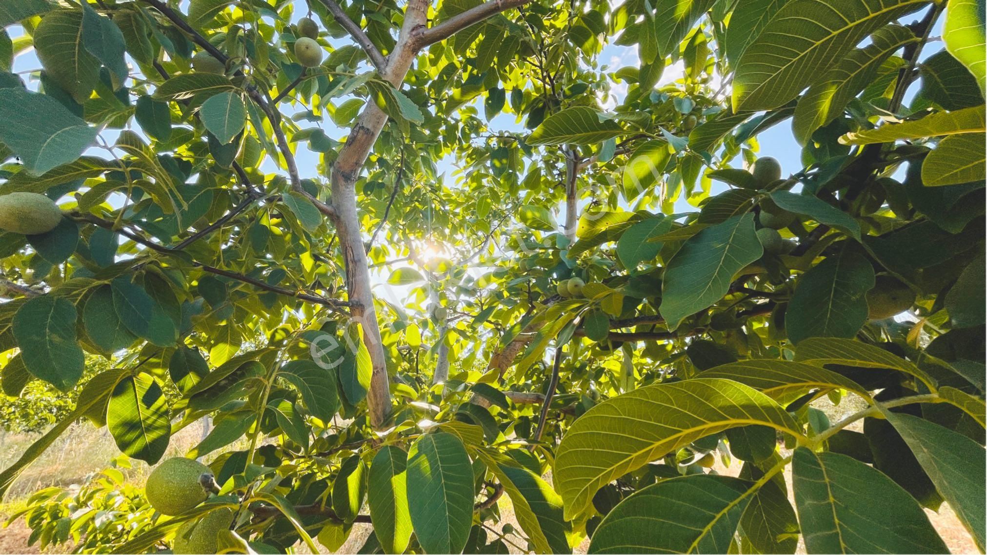 Kaz Dağları'nda İçinde Evi Olan, Organik Ceviz Ve Meyve Bahçeli 9500m² Tarla - Görsel 4