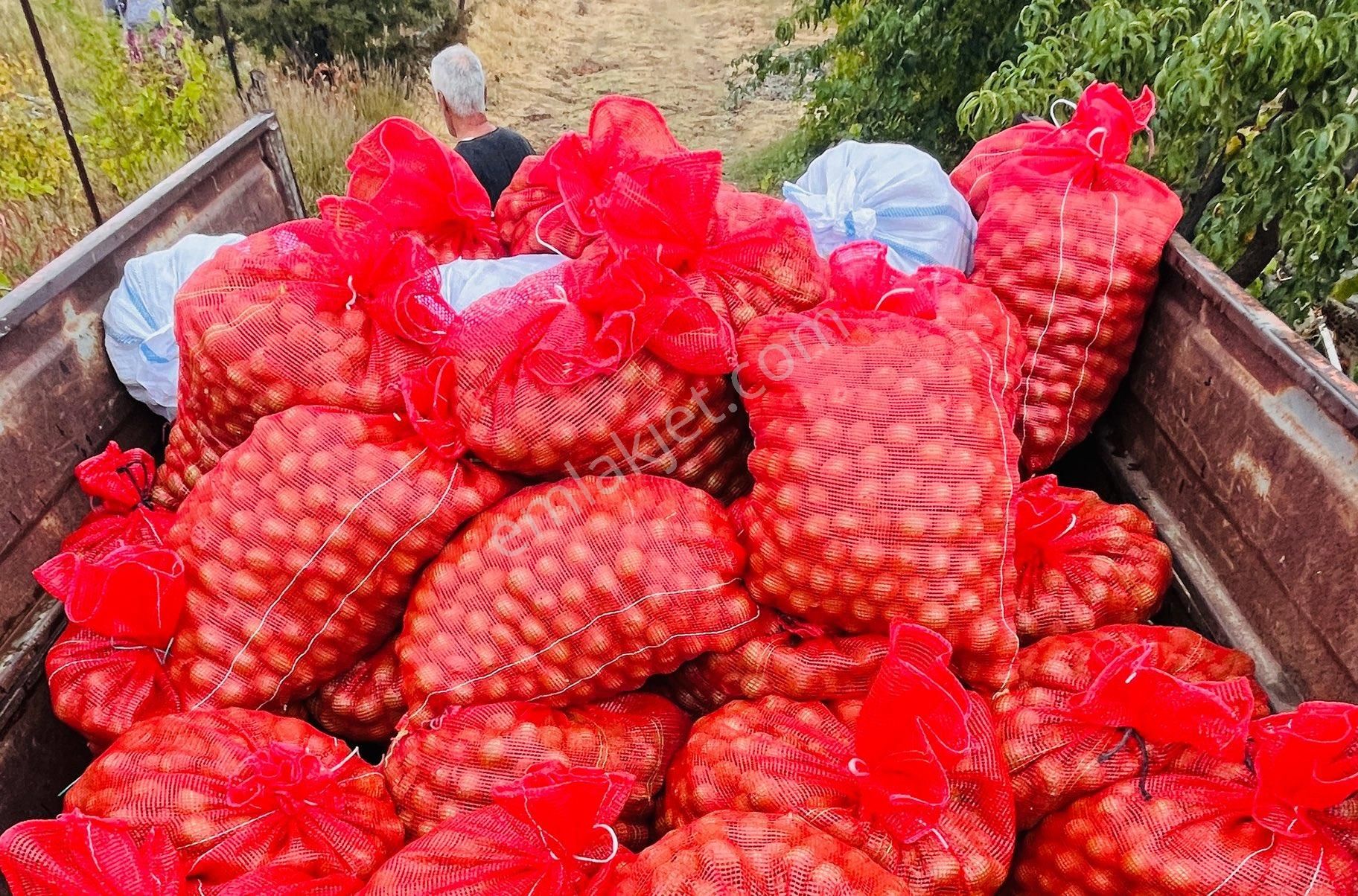 Kaz Dağları'nda İçinde Evi Olan, Organik Ceviz Ve Meyve Bahçeli 9500m² Tarla - Görsel 7